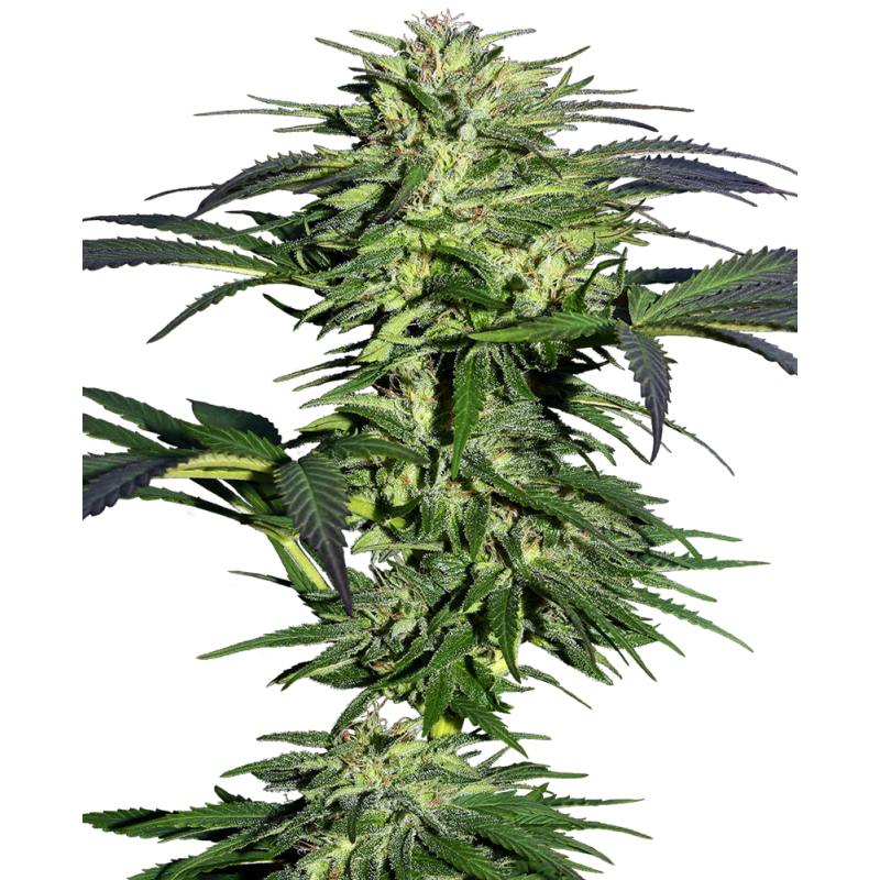 SENSI SEEDS - DURBAN - SEMI FEMMINIZZATI