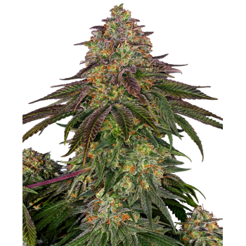 SENSI SEEDS - SWEET CHERRY KUSH - SEMI FEMMINIZZATI