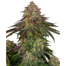 SENSI SEEDS - SWEET CHERRY KUSH - SEMI FEMMINIZZATI