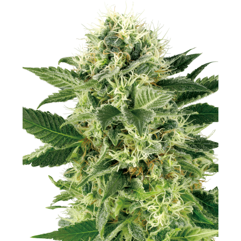 SENSI SEEDS - NORTHEM LIGHTS - SEMI FEMMINIZZATI