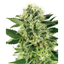 SENSI SEEDS - NORTHEM LIGHTS - SEMI FEMMINIZZATI