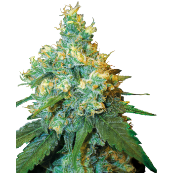 SENSI SEEDS - JACK HERDER - SEMI FEMMINIZZATI