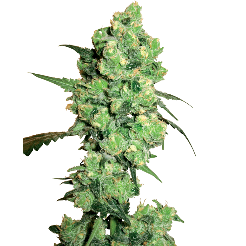 SENSI SEEDS - SUPER SKUNK - SEMI FEMMINIZZATI