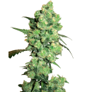 SENSI SEEDS - SUPER SKUNK - SEMI FEMMINIZZATI