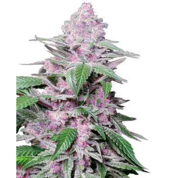 SENSI SEEDS - PURPLE COOKIE KUSH - SEMI FEMMINIZZATI