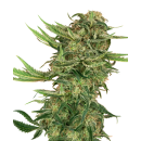 SENSI SEEDS - N13 KUSH - SEMI FEMMINIZZATI