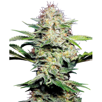 SENSI SEEDS - SENSI SKUNK - SEMI AUTOFIORENTI