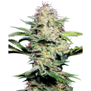 SENSI SEEDS - SENSI SKUNK - SEMI AUTOFIORENTI