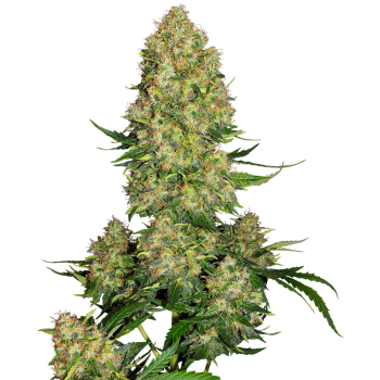 SENSI SEEDS - SKUNK  1 - SEMI AUTOFIORENTI