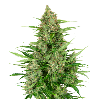 SENSI SEEDS - DOUBLE KUSH CAKE - SEMI AUTOFIORENTI