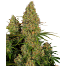 SENSI SEEDS - STICKY ORANGE XXL - SEMI AUTOFIORENTI