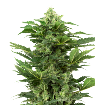 SENSI SEEDS - AFGHAN PEARL CBD - SEMI AUTOFIORENTI