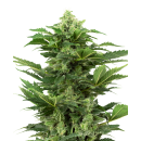 SENSI SEEDS - AFGHAN PEARL CBD - SEMI AUTOFIORENTI