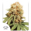 DUTCH PASSION - WHITE WIDOW - SEMI FEMMINIZZATI