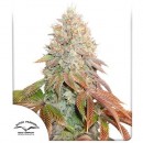 DUTCH PASSION - BANANA BLAZE - SEMI AUTOFIORENTI