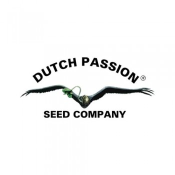 DUTCH PASSION - BANANA BLAZE - SEMI AUTOFIORENTI