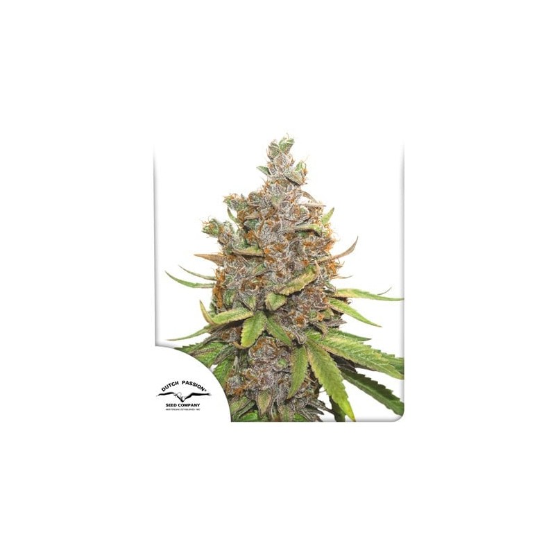 DUTCH PASSION - AUTO GLUEBERRY OG - SEMI AUTOFIORENTI