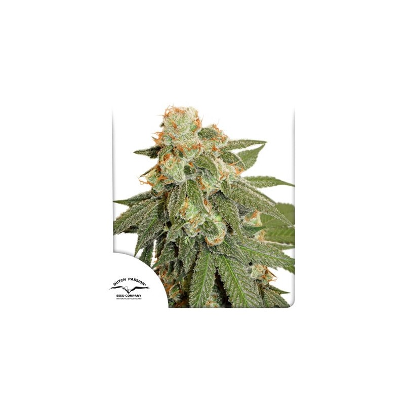 DUTCH PASSION - AUTO ORANGE BUD - SEMI AUTOFIORENTI